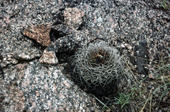 Gymnocalycium hossei