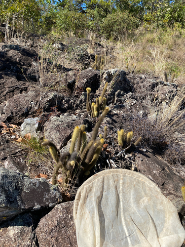 Arthrocereus melanurus, photograph 2