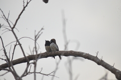 Lonchura leucogastroides