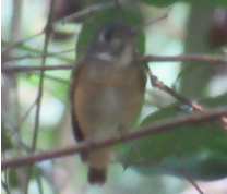 Muscicapa ferruginea