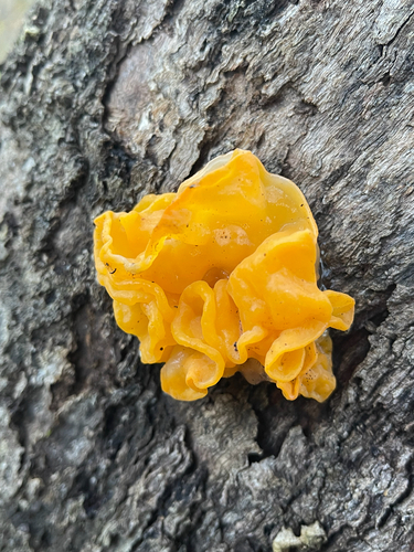 golden ear