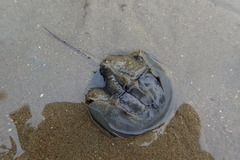 Tachypleus tridentatus