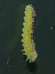 Periclista