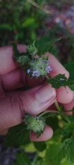 Marsypianthes chamaedrys