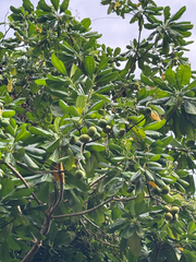 Ochrosia oppositifolia, photograph (c) David Thompson, some rights reserved (CC BY)