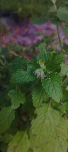 Marsypianthes chamaedrys, photograph 3