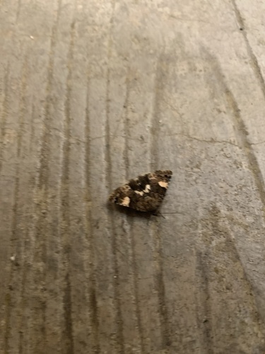 Four-spotted Moth