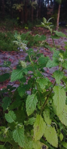 Marsypianthes chamaedrys, photograph 6