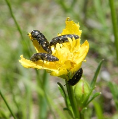 Acmaeodera tubulus