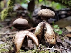 Geastrum fornicatum