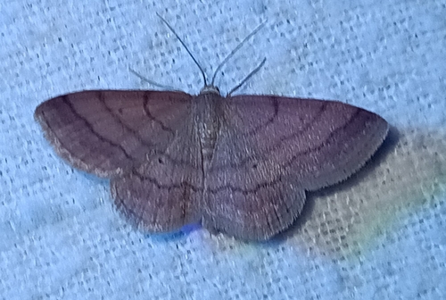 Tawny Wave