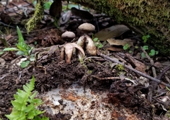 Geastrum fornicatum
