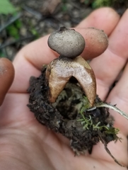Geastrum fornicatum