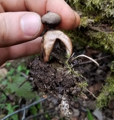 Geastrum fornicatum
