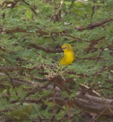Zosterops anderssoni