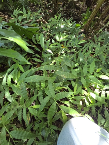 Oplismenus compositus observed 2026-07-16