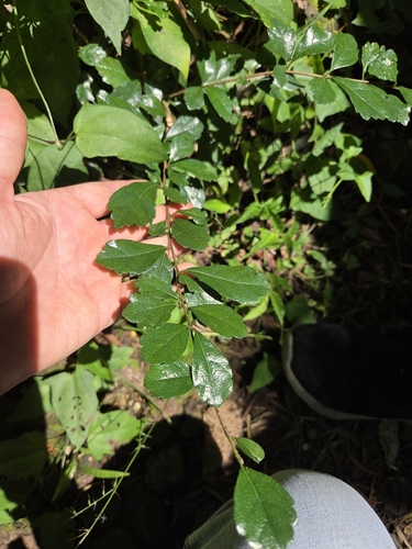 Ehretia microphylla observed 2026-07-16