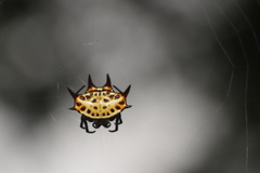 Gasteracantha curvispina