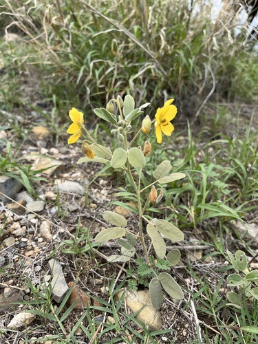 Senna bauhinioides, photograph 2