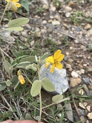Senna bauhinioides, photograph (c) Oscar C. González Martínez, some rights reserved (CC BY-SA)