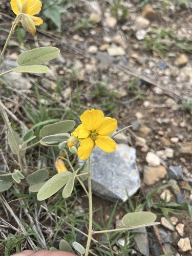 Senna bauhinioides, photograph 1