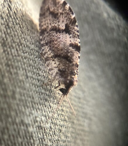 Wesmaelius longifrons