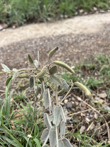 Senna bauhinioides, photograph 4