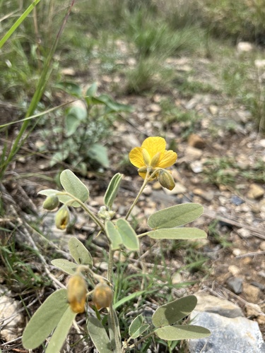 Senna bauhinioides, photograph 6