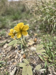 Senna bauhinioides, photograph (c) Oscar C. González Martínez, some rights reserved (CC BY-SA)