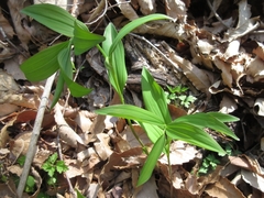 Polygonatum involucratum