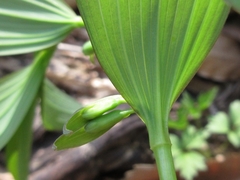 Polygonatum involucratum
