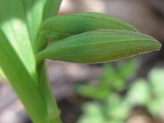 Polygonatum involucratum