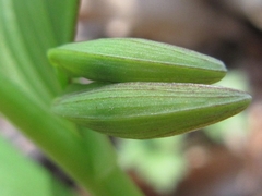 Polygonatum involucratum