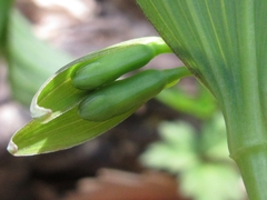 Polygonatum involucratum