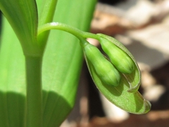Polygonatum involucratum