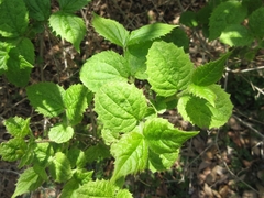 Philadelphus schrenkii