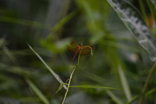Common Parasol