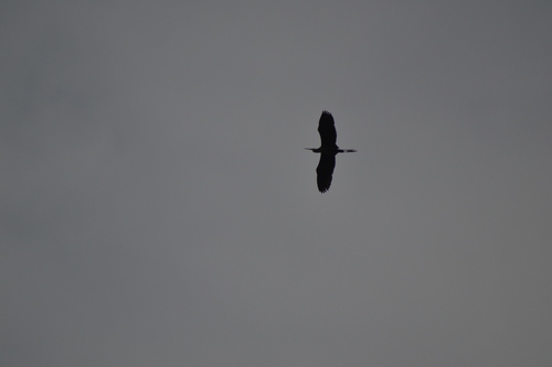 Purple Heron