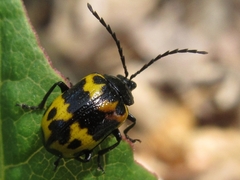Gallerucida bifasciata