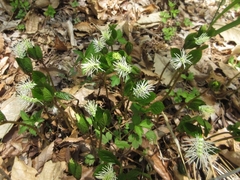 Chloranthus fortunei