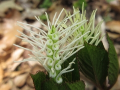 Chloranthus fortunei