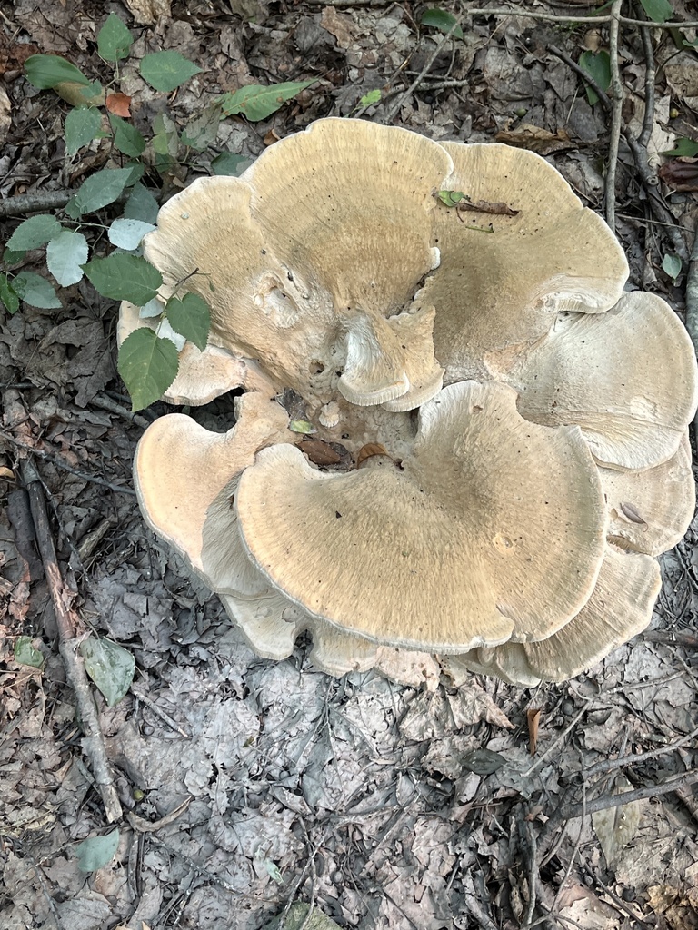 Berkeley's Polypore · July 2026 · photo: Photo: no rights reserved · iNaturalist