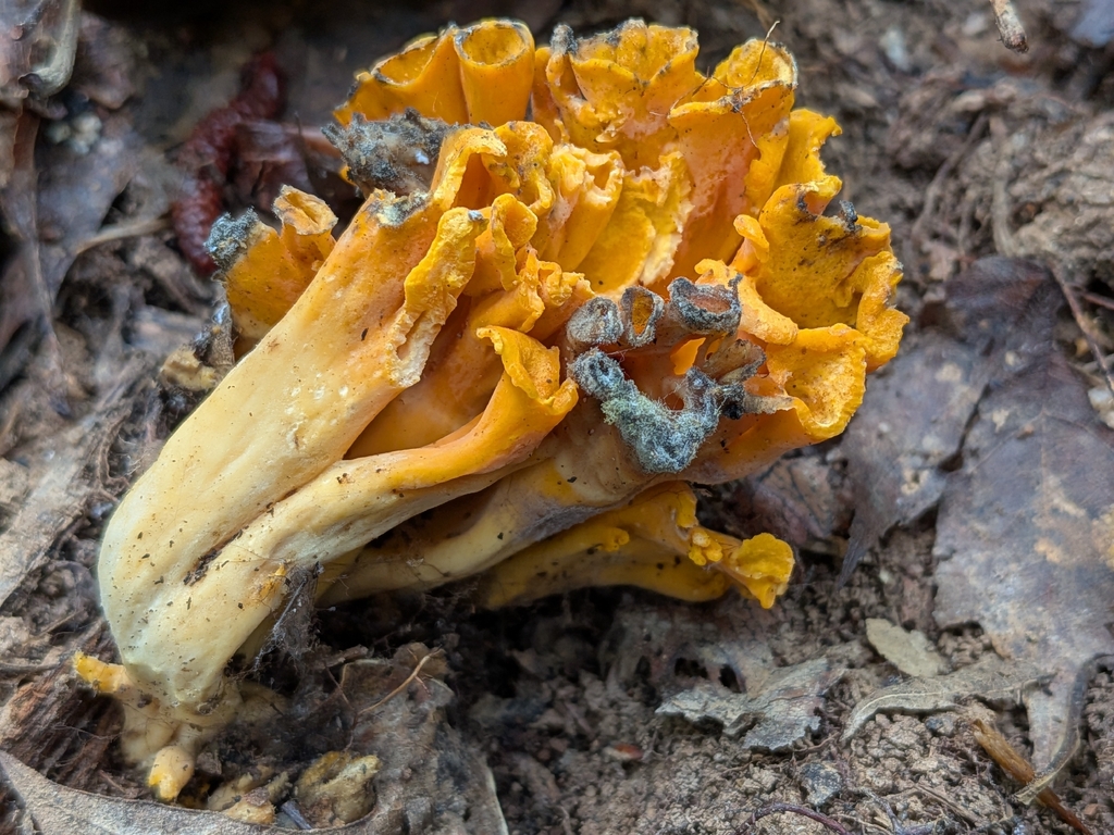 Craterellus odoratus · July 2026 · photo: Photo: no rights reserved · iNaturalist