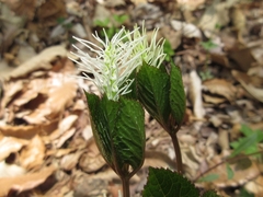 Chloranthus fortunei