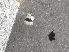 Parnassius stubbendorfii