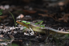Eutropis multifasciata