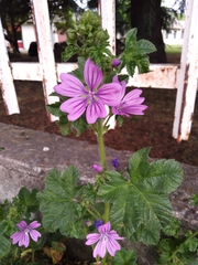 Malva sylvestris