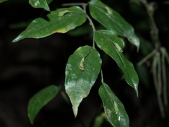 Stichoneuron membranaceum