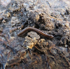 Brachyiulus pusillus