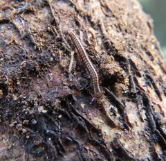 Brachyiulus pusillus